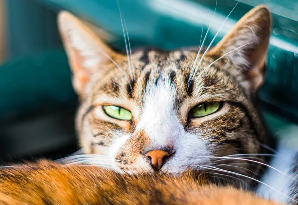 Gato Com Olhos Verdes Pego Acordando Sono — Fotografia de Stock