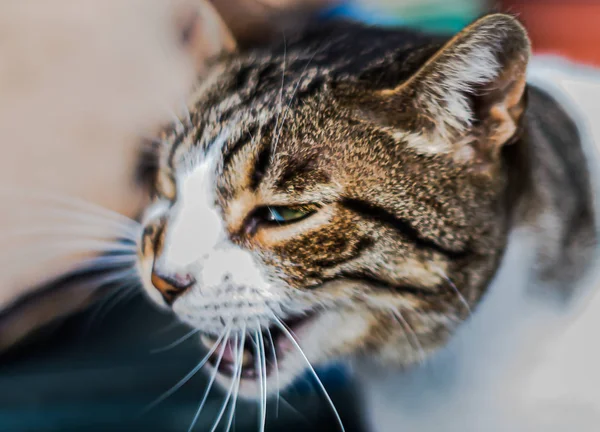 Gato Ojos Verdes Cogió Color Amarillento —  Fotos de Stock