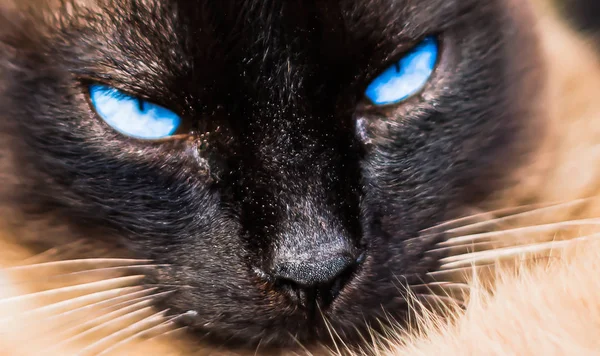 Gato Siamês Com Olhos Azuis Primeiro Plano — Fotografia de Stock