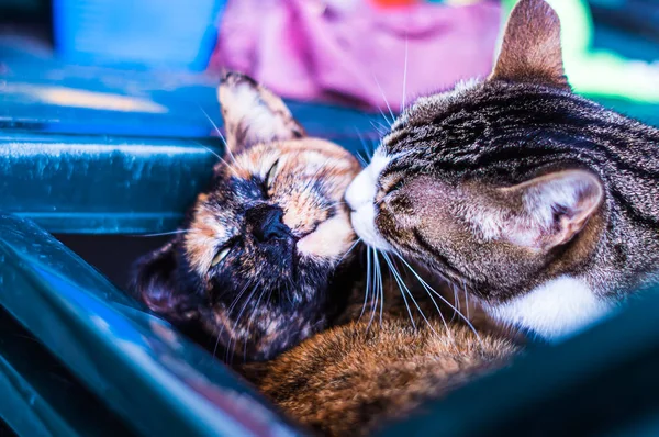 Dois Gatos Num Momento Amor — Fotografia de Stock