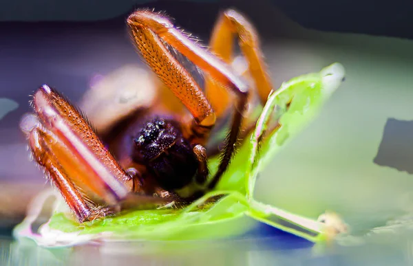 Makroaufnahme Mit Einer Spinne Auf Einem Blatt — Stockfoto