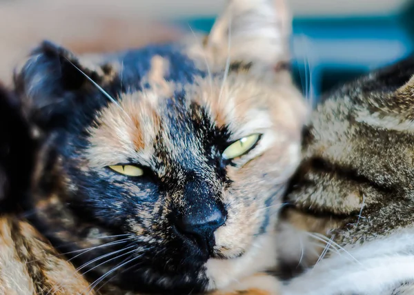 Två Katter Som Leker Grön Stol — Stockfoto