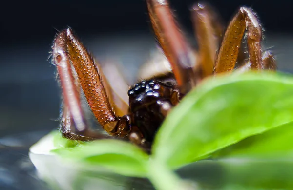 Makroaufnahme Mit Einer Spinne Auf Einem Blatt — Stockfoto