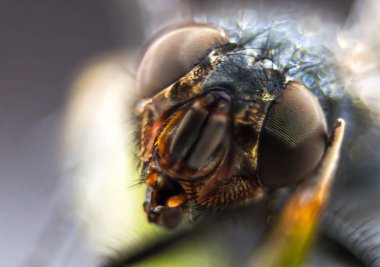 Uçan baş makro arkaplanda