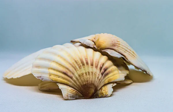 Shells Placed Top Each Other Neutral Background — Stock Photo, Image