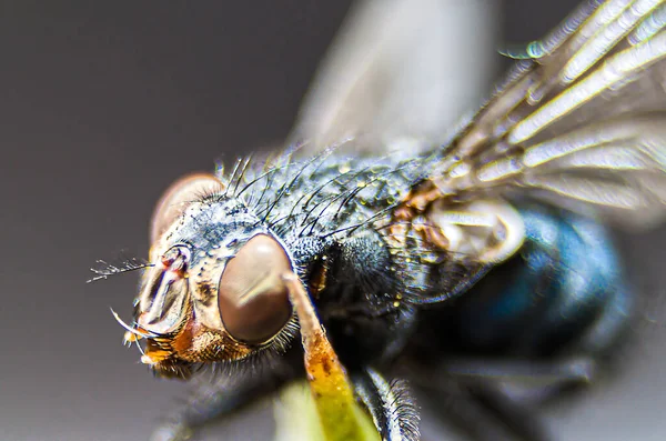 Vlieg Hoofd Macro Voorgrond — Stockfoto