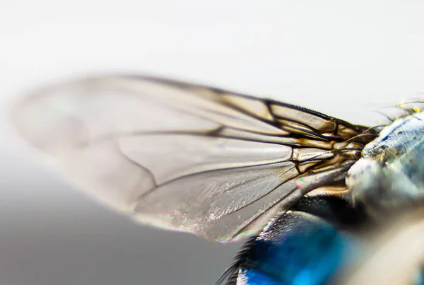 Macro Wing Foreground — Stock Photo, Image