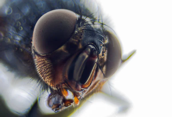 Fly Head Macro Foreground — Stock Photo, Image