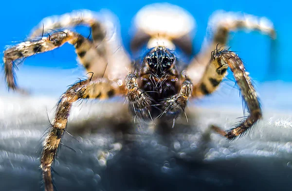 Macro Fotografia Ragno Una Foglia Verde — Foto Stock