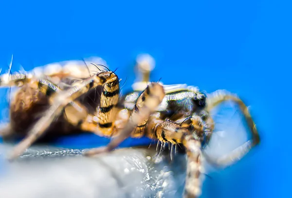 Macro Photographie Une Araignée Sur Une Feuille Verte — Photo