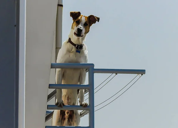 Een Nieuwsgierige Hond Die Naar Fotograaf Kijkt — Stockfoto