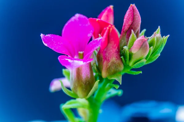 Enfoque Con Una Pequeña Flor Fucsia — Foto de Stock