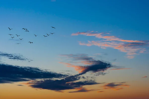 Небо Біля Заходу Сонця Зграєю Птахів Польоті — стокове фото