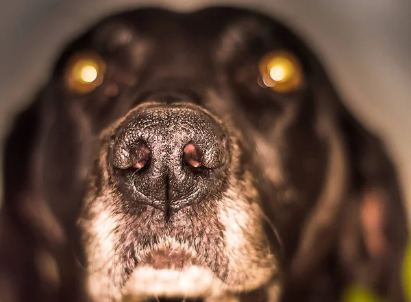 Snuit Van Een Zwarte Hond Voorgrond — Stockfoto