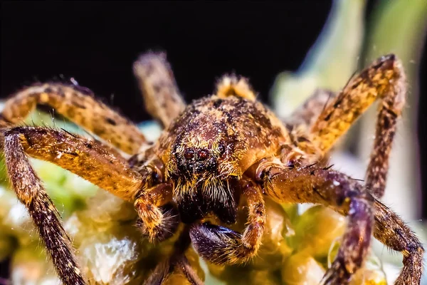 Makroaufnahme Einer Spinne Vordergrund — Stockfoto