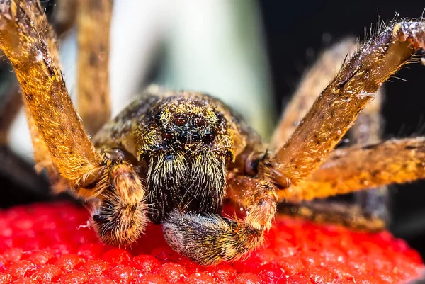 Macro Fotografie Van Een Spin Voorgrond — Stockfoto