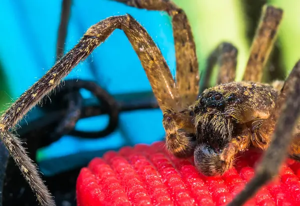 Eine Spinne Auf Buntem Hintergrund Vordergrund — Stockfoto