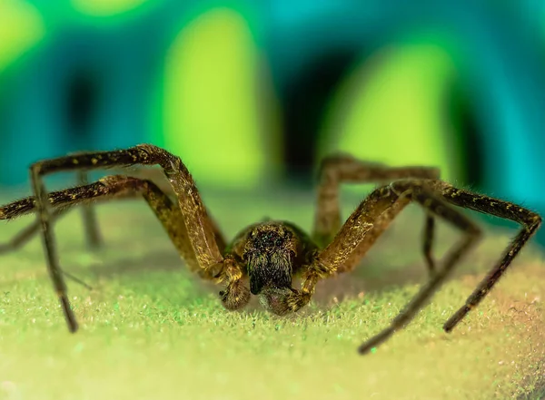 Eine Spinne Auf Buntem Hintergrund Vordergrund — Stockfoto