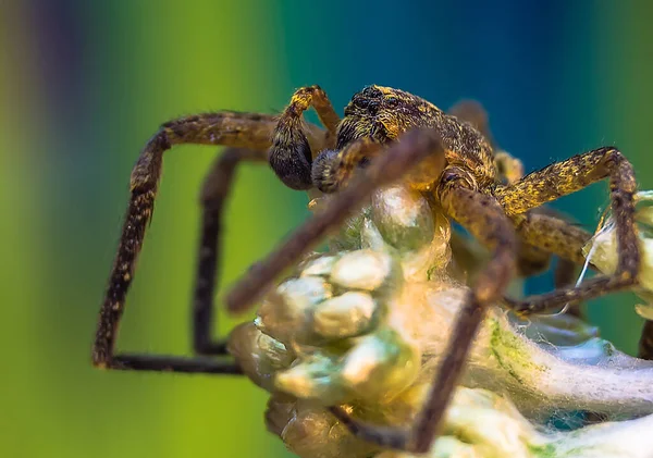 Uma Aranha Fundo Colorido Primeiro Plano — Fotografia de Stock