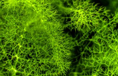 Yeşil eğreltiotu olan bir yakın çekim.