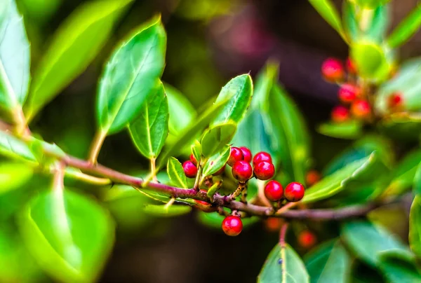 Ein Zweig Mit Roten Beeren Mit Grünen Blättern — Stockfoto