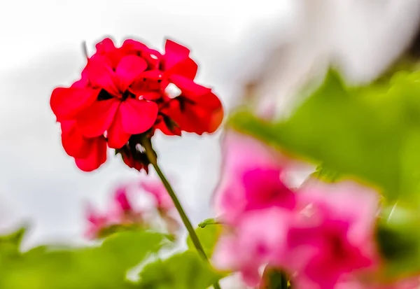 Une Fleur Géranium Rouge Premier Plan — Photo