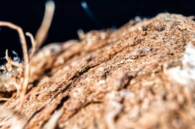 Makro boyutta hindistan cevizi kabuğu parçası