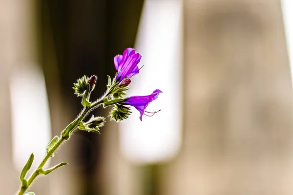 Fleurs Sauvages Violettes Premier Plan — Photo