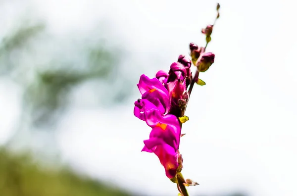 Une Fleur Bouche Lion Sur Fond Flou — Photo