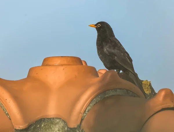 瓷砖屋顶上的黑鸟 — 图库照片