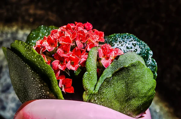 Pequeñas Flores Parecidas Cera Sobre Fondo Negro — Foto de Stock