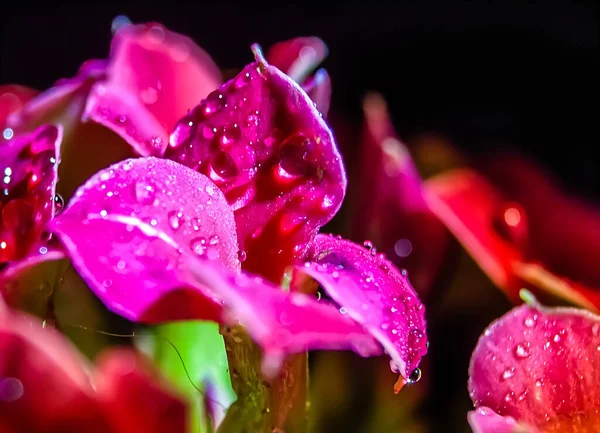 Red Flowers Dew Drops — Stock Photo, Image