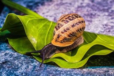 Yeşil yapraklı kabuklu salyangoz.