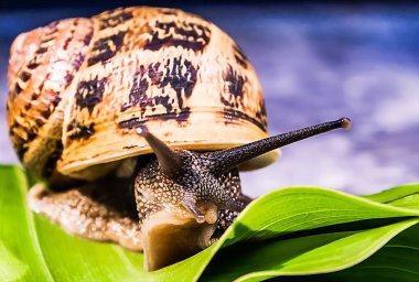 Yeşil yapraklı kabuklu salyangoz.