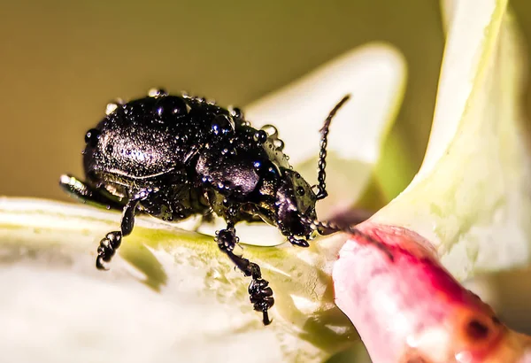 Schwarzer Käfer Auf Einem Blatt Mit Grünem Hintergrund — Stockfoto