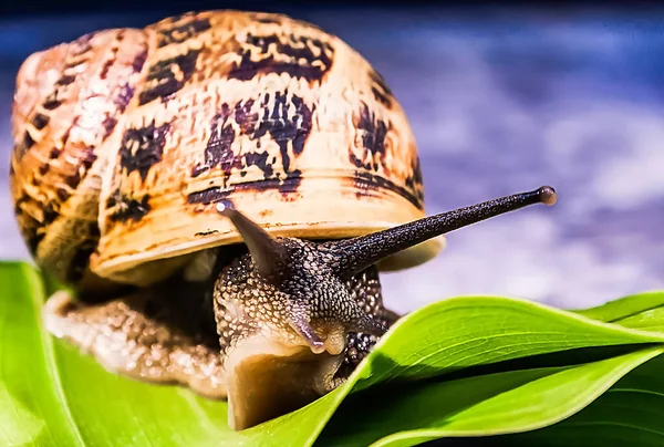 Snail Shell Green Leaf — Stock Photo, Image