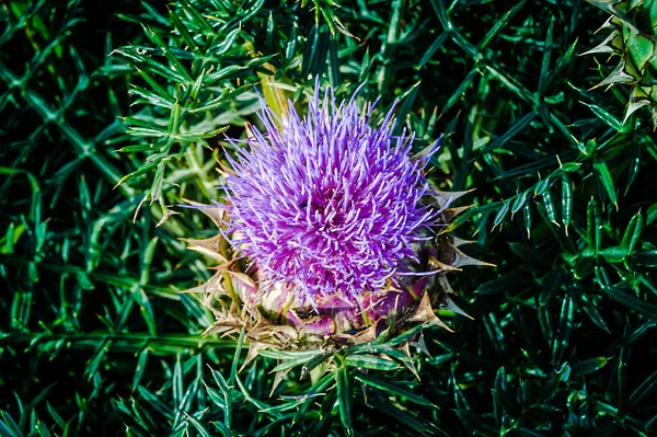 Cactus Fleur Sous Rayon Lumière — Photo