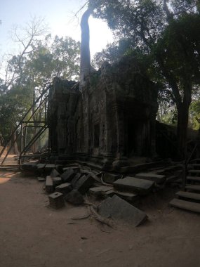 temple ruins of angkor wat, cambodia with tree ontop