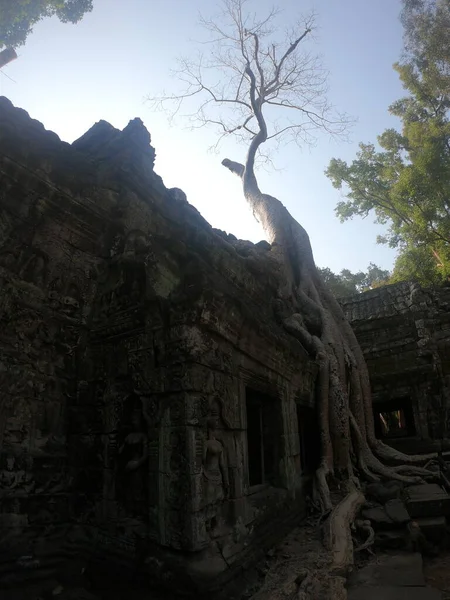 Viejo histórico, estilo raider tumba buscando angkor templo wat, cambodia con el árbol que crece de la piedra antigua — Foto de Stock