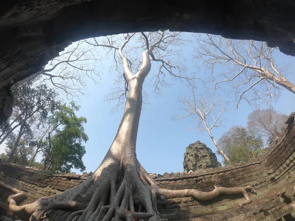 Wide angle shot of old, dead tree growing out of ancient angkor wat ruins in cambodia — 图库照片