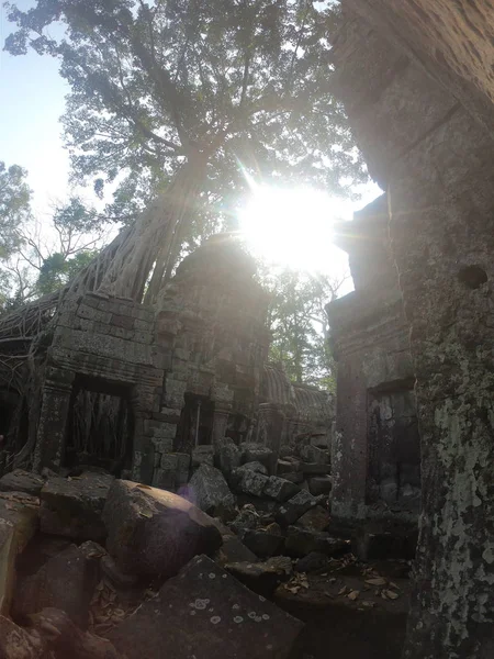 Tree roots growing out of ancient temple ruins of angkor wat with sun shining over the famous landmark in cambodia — 图库照片