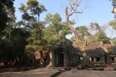 Angkor Wat, Kamboçya 'daki Khmer kültürünün eski tapınak kalıntılarını çevreleyen inanılmaz orman.