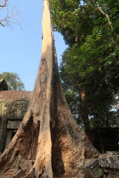 Énorme arbre mort avec des racines massives poussant sur et à travers la pierre des ruines du temple antique en angkor wat, cambodia — Photo