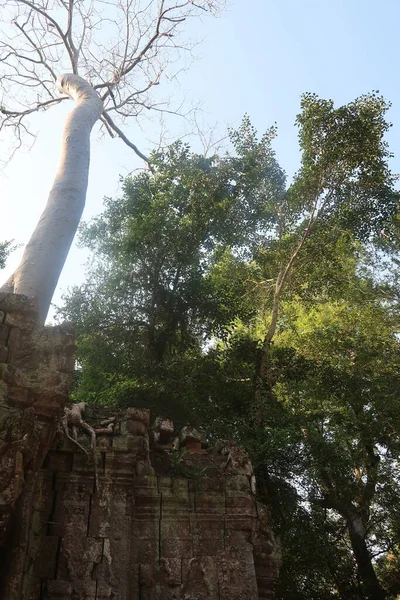 Árvores enormes com raízes maciças crescendo através de pedra de ruínas do templo antigo e elevando-se sobre angkor wat, cambodia — Fotografia de Stock