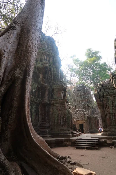 Massiver Baum mit Blick auf die wunderschöne alte Khmer-Stadt angkor wat, Kambodscha mit Wandmalereien und Inschriften — Stockfoto