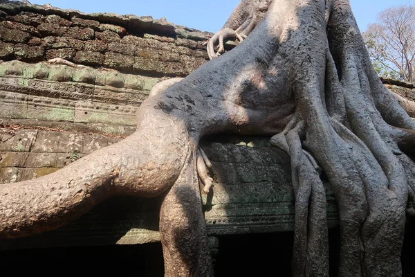 巨大的树根生长在古寺的废墟之上，有angkor wat 、 cambodia 、 khmer文明 — 图库照片