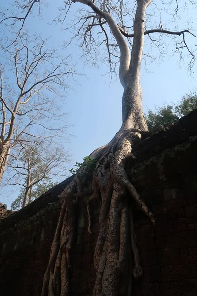 Árvore crescendo para fora e sobre a parede de angkor velho wat templo ruínas em cambodia — Fotografia de Stock
