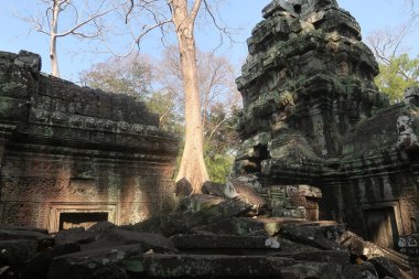 Antik Khmer şehrinde Angkor wat, Kamboçya, Asya, eski, eski kalıntılar, kökler, orman