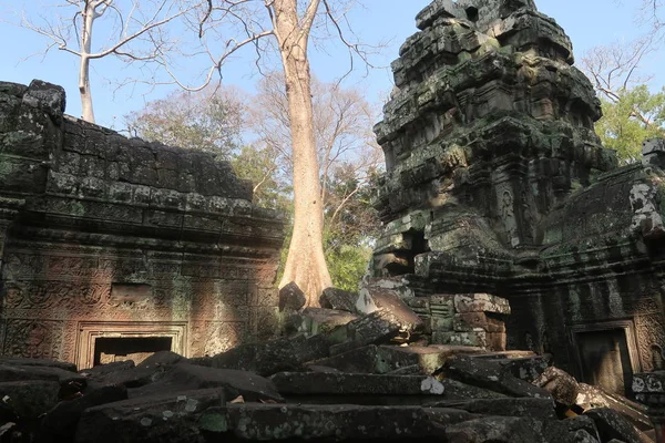 古代クメール語で壊れた瓦礫岩の間の木カンボジアアジア古い宗教ルーツ森林 — ストック写真