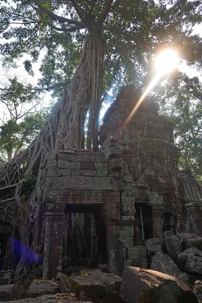 Rădăcinile copacilor care cresc din intrarea în piatră în orașul angkor wat al civilizației khmer, cambodgia, soarele strălucind prin baldachin — Fotografie, imagine de stoc